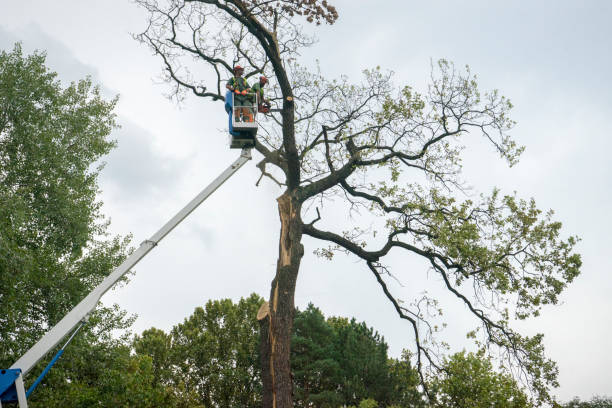 Tree and Shrub Care in Benjamin, UT